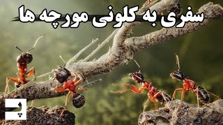 زندگی پیچیده مورچه ها - سفری به درون لونه مورچه ها