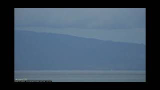 Maui humpback breaching 27/2/22