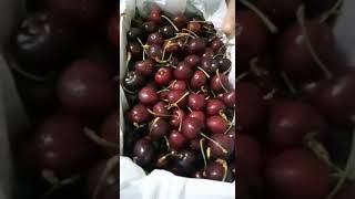 Reid Fruits Tasmanian Cherries #freshfruit #asmr #satisfying #shortvideo