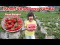 PUAS BANGET 😍 PETIK STRAWBERRY 🍓 JUMBO BANYAK MERAH MANIS