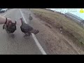 bodycam video ada county sheriff s deputy has hilarious run in with group of turkeys