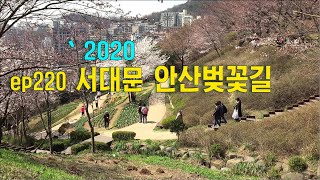 서대문 안산 벚꽃길,2020  Seodaemun Ansan Cherry Blossoms EP220