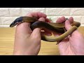 🔰ヘビの飼育方法！　餌の頻度　長生きする方法！　snake food quantity and frequency u0026 how to live longer