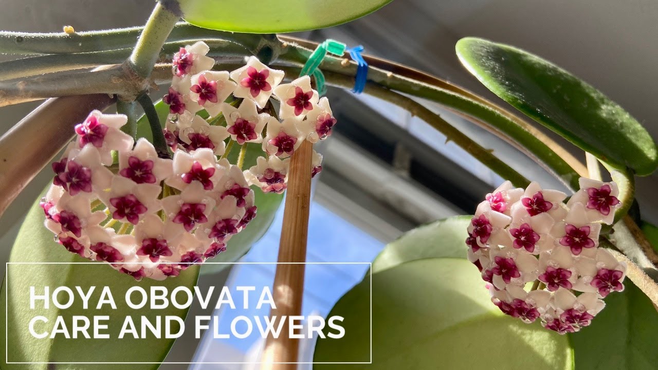 Hoya Obovata Care And Flowers - YouTube