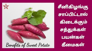 சர்க்கரைவள்ளிக்கிழங்கு சத்துக்கள் பயன்கள் தீமைகள் | Benefits of Sweet Potato | SHINING STAR CHANNEL