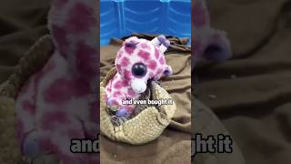 Armadillo baby who lost his mother #shortvideo #rescue #cuteanimals #animals #armadillos #cute