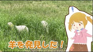 大谷さん羊を発見！！【日常】