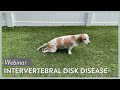 Intervertebral Disk Disease(IVDD) Webinar || SEVN Webinar Lecture #5