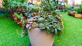 Succulent Arrangement / Tall Container