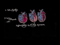 Oedème pulmonaire cardiogénique - Docteur Synapse