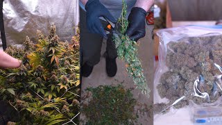How I Grew Over 1 Gram Per Watt of Organic Cannabis