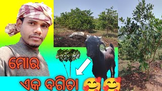 ମୋର ଏକ ଛୋଟ ବଗିଚା 🥰🥰🥰 🏞️🏞️🏞️🏞️