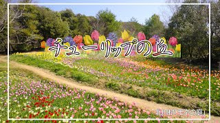 北川村「モネの庭」チューリップの丘 Kitagawa Village “Monet’s Garden” tulip hill