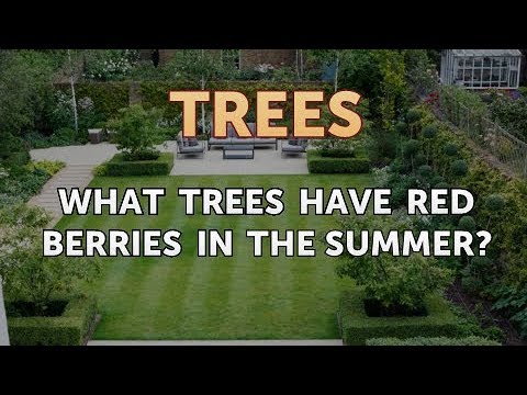 What trees have red berries in the summer?