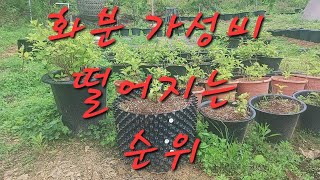 장점이 가장 떨어지는 화분 요술화분 플라스틱 항아리 화분 에어포트 차수국 약용수 식물재배 키우기가 가장 좋은 화분은 어떤것 ~