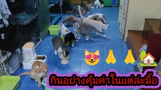 เวลาเด็กๆบ้านนี้กินอาหารจะเป็นไงนะ🏡😻🙏แม่ให้ยึดทุกพื้นที่ใน🏡#แม่กิ่งกับแมวจร