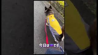 【黒柴】レインコートを着ての散歩　#shorts ＃柴犬　#shiba