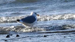 夕日の名所・野鳥の楽園ー重信川河口