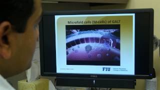 Nanomedicine-based anti-HIV drug delivery targeting M-cells – Video abstract 68348