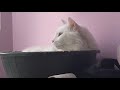 Angry Turkish Van cat hissing and growling to her roommate