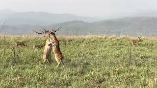 Spotted Deer vs Spotted Deer : Territorial Fight