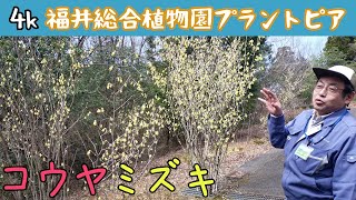 松本園長の解説　コウヤミズキ　3月その4　福井県越前町立福井総合植物園プラントピア【4k】Corylopsis gotoana