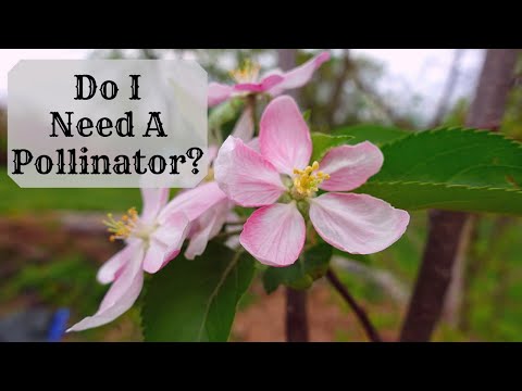 Can an apple tree pollinate a pear tree?