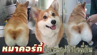 น้องหมาคอร์กี้ตัดขนทรงรูปหัวใจที่ก้น❤A Corgi dog is Grooming