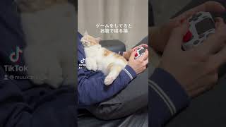 ゲームをしてるとお腹で寝る猫