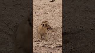 Newborn Lion Cub Calls Out to Mom!