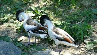 2018.7.22 Common Shelduck　ツクシガモ　ひな成長記録No.7　（フライングメガドーム）