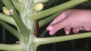 Berburu Kecoa Terbang di Pohon