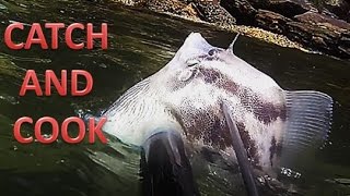 Spearing A BIG Leatherjacket Catch And Cook Sydney Harbour spearfishing