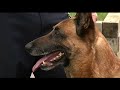 retired southwick police dog k9 jax has passed away