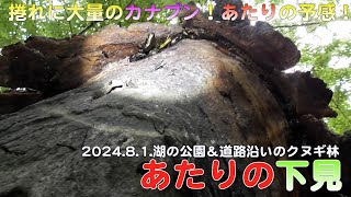 【昆虫採集】【クワガタ採集】カブクワダイアリー2024.8.1.「あたりの下見」 #クワガタ採集 #クワガタ #カブトムシ #カブトムシ採集 #昆虫 #ミヤマクワガタ #昆虫採集