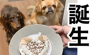 顔中クリームだらけで先輩犬を威嚇する誕生日の夜【多頭飼い】【ミニチュアダックスフンド】【ペキニーズチワワmix】