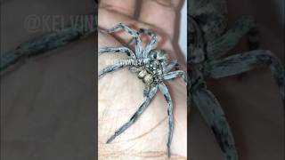 Carolina Wolf Spider Handling! 🐺