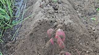 재미난 호박고구마 캐기! Fun pumpkin and sweet potato digging!