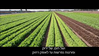 עין כרמל - מקהלת בנות - פגישה עם נוף - יזרעאלי / אמריליו (1976)