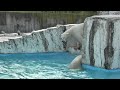 お母さんもプールに入って！（20111113 円山動物園 ララとアイラ）