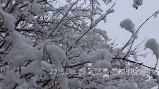 飄雪(陳慧嫻 )