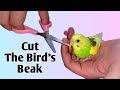 How To Trim a Budgie's Beak? Avoid These Common Mistakes When Trimming Your Budgie's Beak