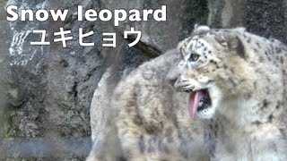 Snow leopardユキヒョウ多摩動物公園2024秋