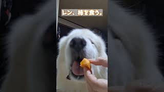 【超大型犬】ひたすら柿を食うレン #グレートピレニーズ #超大型犬 #レン #レンと遊ぼう #Shorts