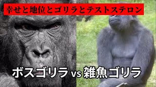 幸せと社会的地位とゴリラとテストステロン【ジョージ-メンズコーチ-】