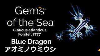 Glaucus atlanticus Forster, 1777 ( Blue Dragon)  アオミノウミウシ  vol. 1