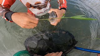 PESCARIA ARRISCADA A MORDIDA DESSE PEIXE É FATAL!