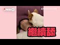 狗爸用嘴餵食柯基犬吃梨！狗狗吃完竟回眼挑釁正宮狗媽｜寵物｜小三