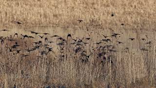 Stock Video - Blackbirds continuously moving through field in flock through the grass