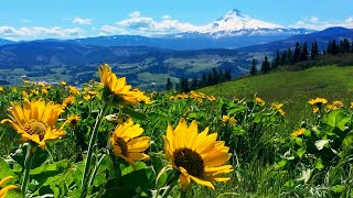Relaxing Meadow with Ambient Nature Sounds, Wildflowers, and Mountain View - 8 Hours